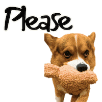 Corgi Please Sticker
