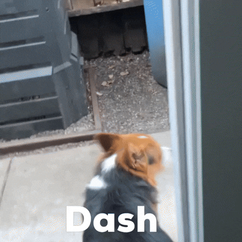 Corgi Dash GIF