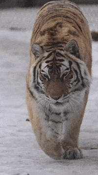 Big Cat Tiger GIF by Valley Zoo Development Society
