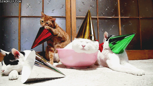happy birthday cat GIF by Cheezburger