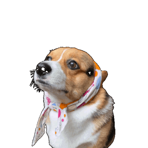 Corgi Milo Sticker