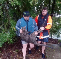 Kangaroo Rescued Amid Severe Flooding in Greater Sydney