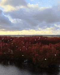 spokeworld nature meditation birds trees GIF