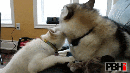 husky GIF
