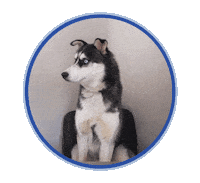 Kp Vendu Sticker by Equipe Lacasse Shapcott