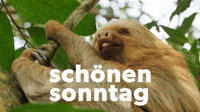 schönen sonntag