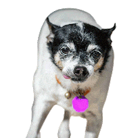 Excited On My Way Sticker by TracysPawsRescue