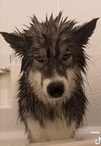 Mad Dog Furries GIF