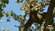 bbc bear bbc bears bbc two GIF