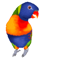 Rainbow Lorikeet Australian Wildlife Sticker by zoopeez
