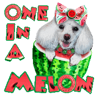 Watermelon Poodle Sticker by Pimp Yo Pets