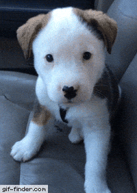 tries bark GIF
