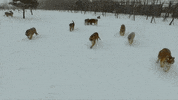 tigres animaux GIF by BFMTV