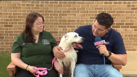 spencernews giphyupload dogs pets adopt GIF