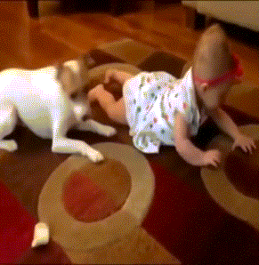 slides GIF