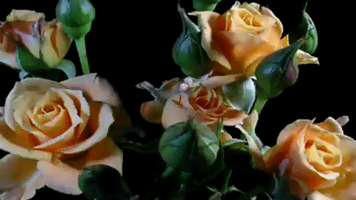 vintage flowers GIF