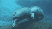 baby animals follow GIF by San Diego Zoo
