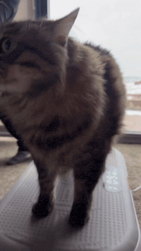 Cat Meme GIF
