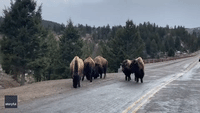 Bison Jam Halts Traffic in Yellowstone