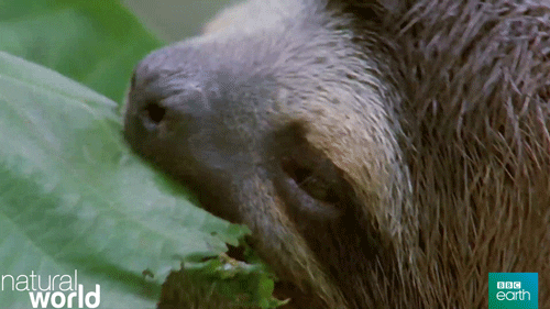 Hungry Natural World GIF by BBC Earth