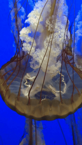 Jellyfish