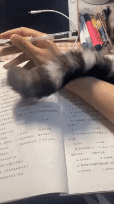 cuteanimalland giphyupload GIF