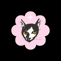 Capitone GIF