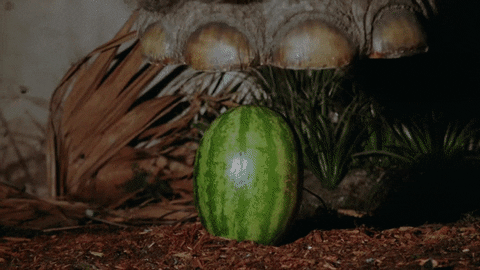 watermelons GIF