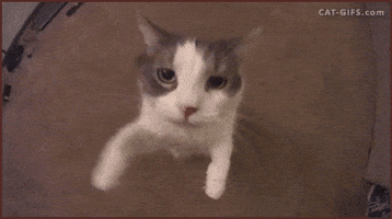 Sksksk Cat Kisses GIF