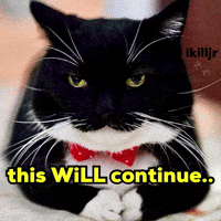 Cat Will GIF