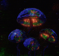 Magic Mushroom Rainbow GIF