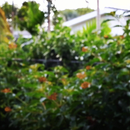 Zeroeye giphyupload bird fly flying GIF