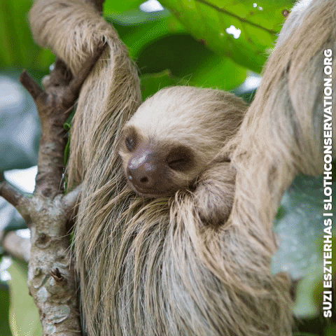 slothconservation giphygifmaker baby adorable sleepy GIF