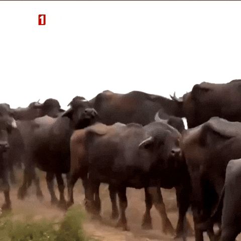 Cow Wow GIF by TRT