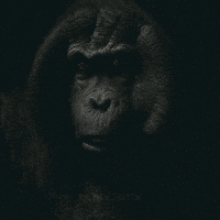 jon favreau disney GIF by Disney's The Jungle Book