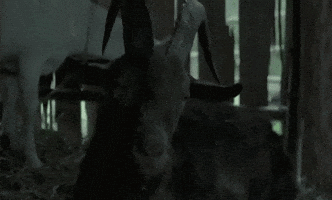 The Witch Goat GIF by Tiffany
