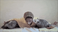 Best of Opossum Lady