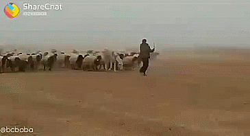 band leader GIF