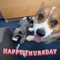 Corgi Milo GIF