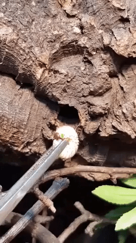 dafaq is that GIF