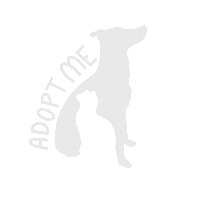 Paws Foster Sticker by PhillyPAWS