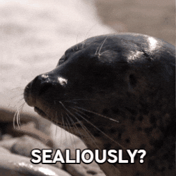 Harbour Seal Seriously GIF by Valley Zoo Development Society