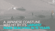 news japan GIF by NowThis 
