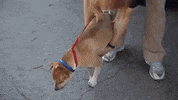 dogs puppy GIF by Badass BK