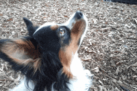dog puppy GIF by Badass BK