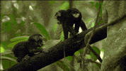 Pbs Nature Aww GIF by Nature on PBS