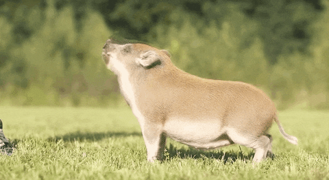 pig GIF