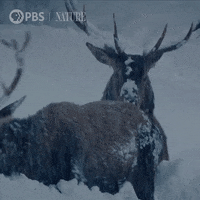 Pbs Nature Winter GIF by Nature on PBS