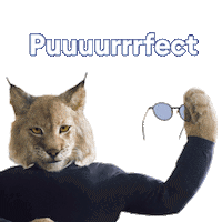 newlook-ca sunglasses glasses eyewear lynx Sticker