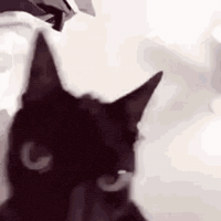 Cat Angry GIF